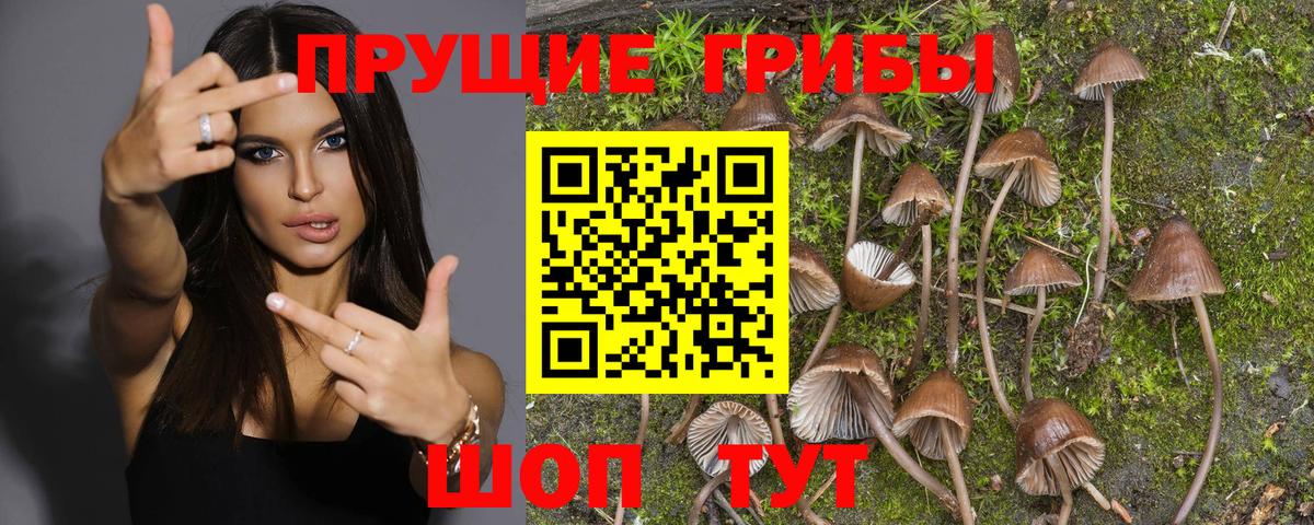 Пушкино  Галлюциногенные грибы GOLDEN TEACHER  как найти закладки  Вход с VPN 